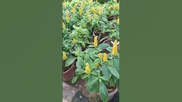 Bán cây rồng vàng nhả ngọc đang hoa 1 chậu 3 cây 0977973535