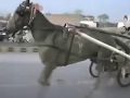 HORSE RACE NASEEBA WALI GORI VS CHARSI WACHARA HORSE RAWALPINDI