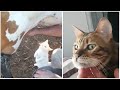 Funny Cats will make you LAUGH YOUR HEAD OFF 🤣 - Funny Cat Videos Compilation Cafa Land#4