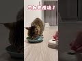 ベルを鳴らしておやつを要求する猫。 #shorts #cat #保護猫 #猫のいる暮らし #ねこ