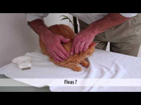EYENIMAL Electronic Flea