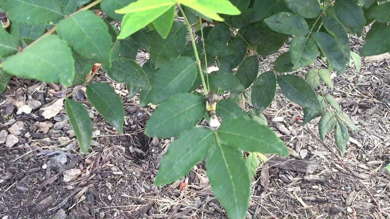 Tips to Finding Caterpillars in Your Yard