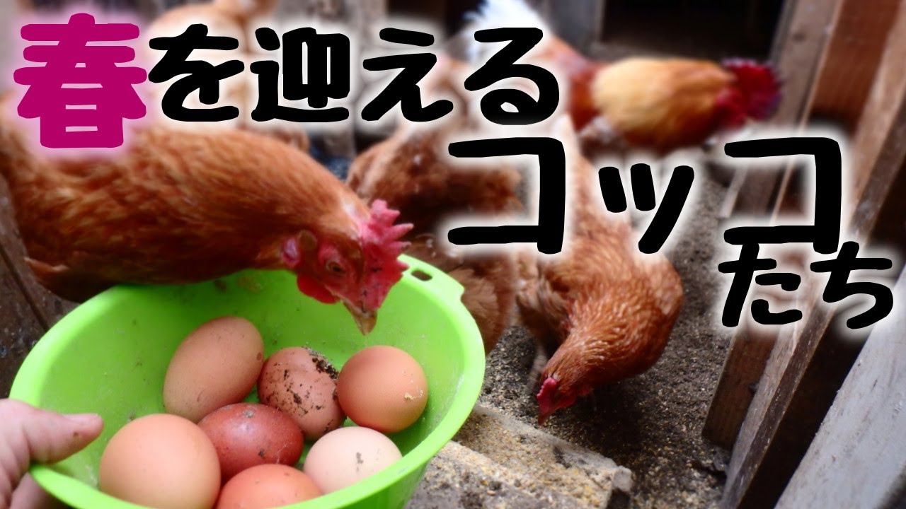 【ぐるりの暮らし】#70「春を迎えるコッコたち＜前編＞」～厳しい冬を乗り越え、コッコさんの産卵率もあがってきました。嬉しい春！…でも、そんな喜びを覆いつくす出来事が起こりました。野生動物の侵入です。