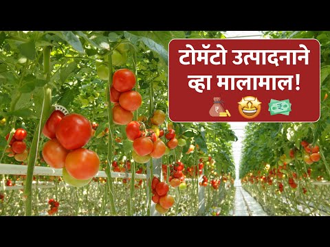 टोमटो पिकातील फळ अवस्थेतील खतांचे नियोजन!  - टोमटो पिकातील फळ अवस्थेतील खतांचे नियोजन! 