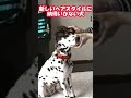 新しいヘアスタイルに納得いかない犬 #可愛い#犬#ダルメシアン