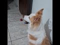 Minha amiga, veio passar:8 dias comigo, ela gosta de TV sobre natureza! #bordercollie