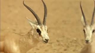 فلم وثائقي صحراء الربع الخالي Rub' Al Khali desert   YouTube