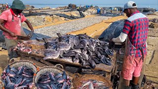 Wow Dry Fish Making Best Fish Market In Village | Traditional Dry Fish Making Sri Lanka