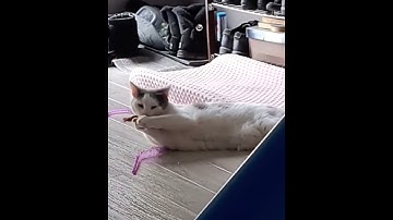 Rescue Cats First Catnip Toy