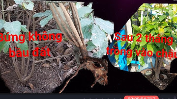 Đây là cách trồng phôi mai không bầu đất đơn giãn nhất tỷ lệ sống cao .