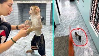 So Touching! Mom's tears of happiness when monkey Kaka returned