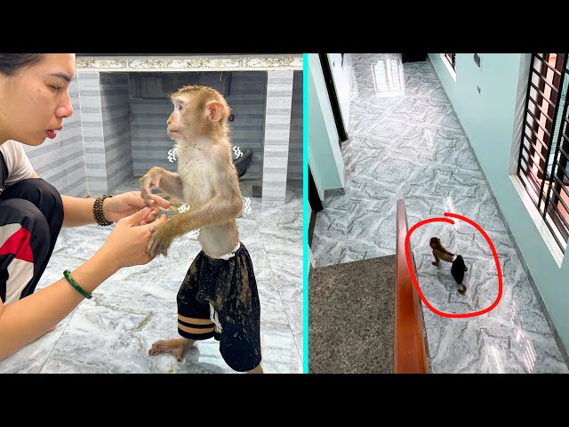 So Touching! Mom's tears of happiness when monkey Kaka returned class=