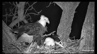 Decorah Eagles 2-7-23, 5 am HD and HM sweet interactions on the nest