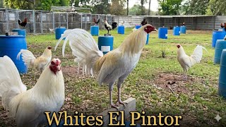 White Hdez Farm - Feeding Time Free Range Shape Chicken Coop Outdoor Breeding Pens Big Farm Usa