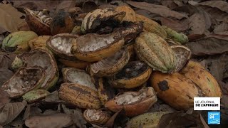 La filière du cacao traverse une crise au Ghana alors que les prix flambent • FRANCE 24
