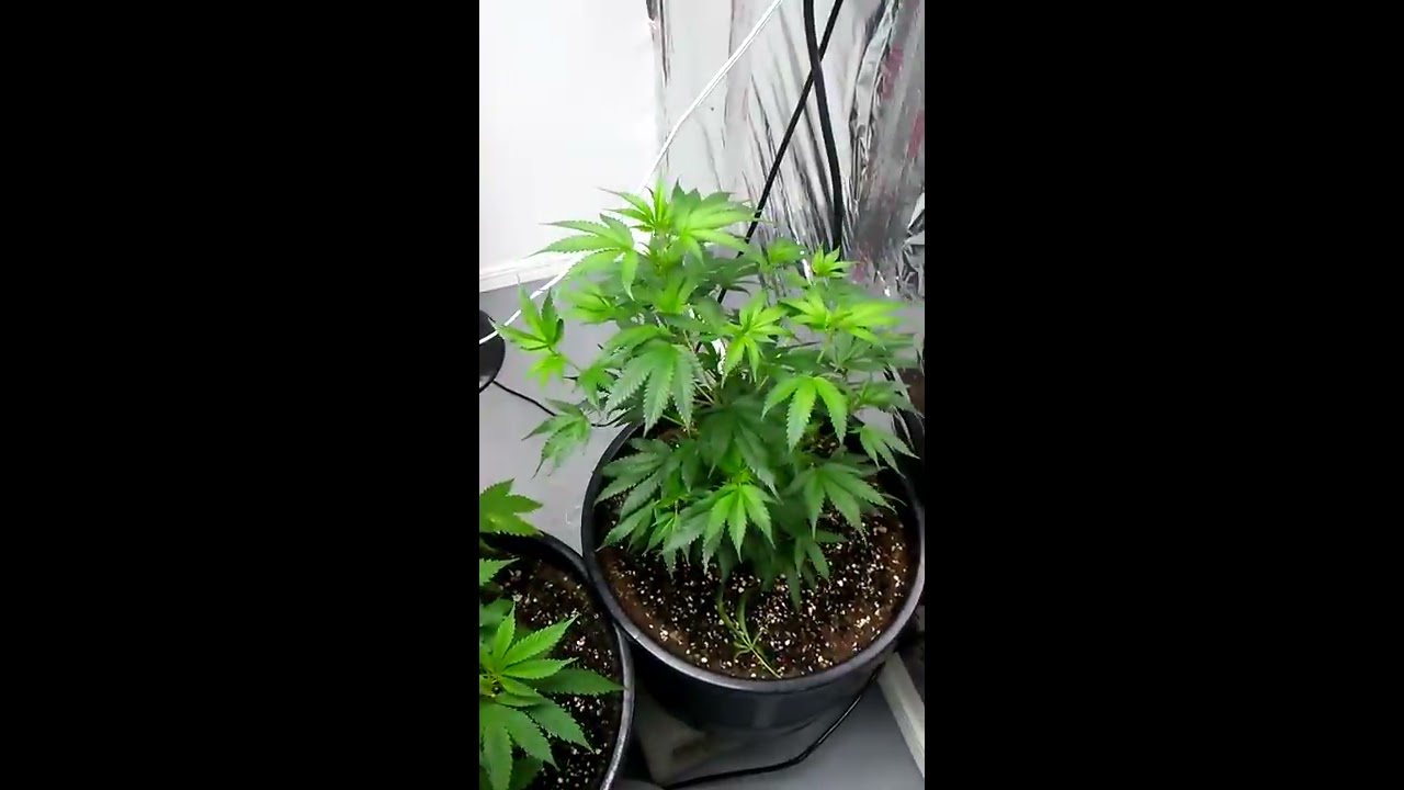 Eughani, Sour diesel, Super lemon haze biocanna nutrients under a 48 sunblaze
