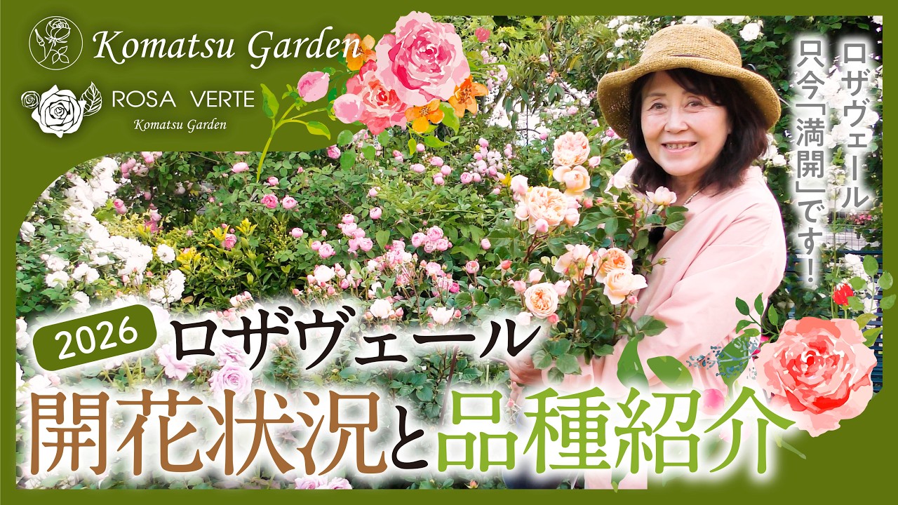 ロザヴェール開花状況とバラの品種紹介