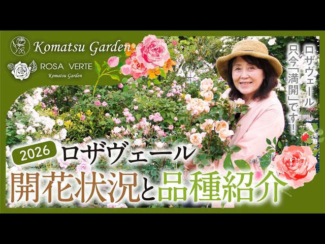Rosa Verde Blooming Status and Rose Variety Introduction - YouTube