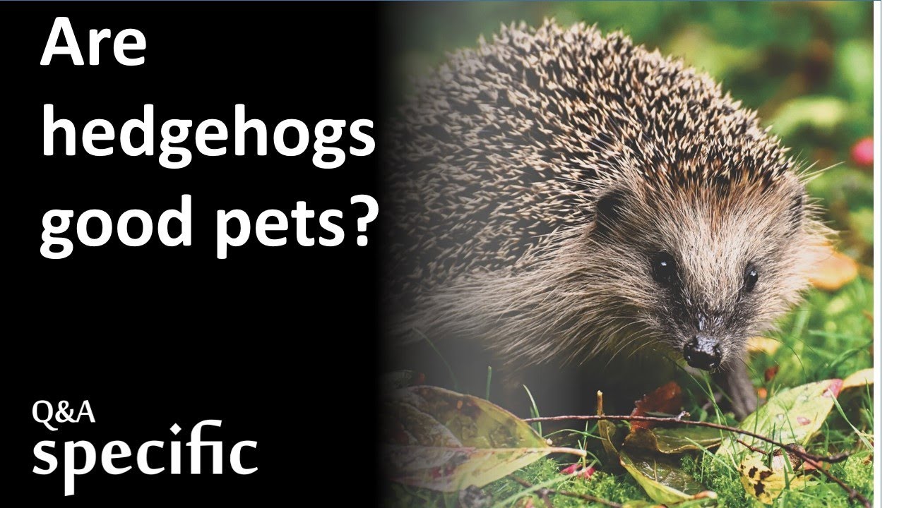 Are hedgehogs good pets?