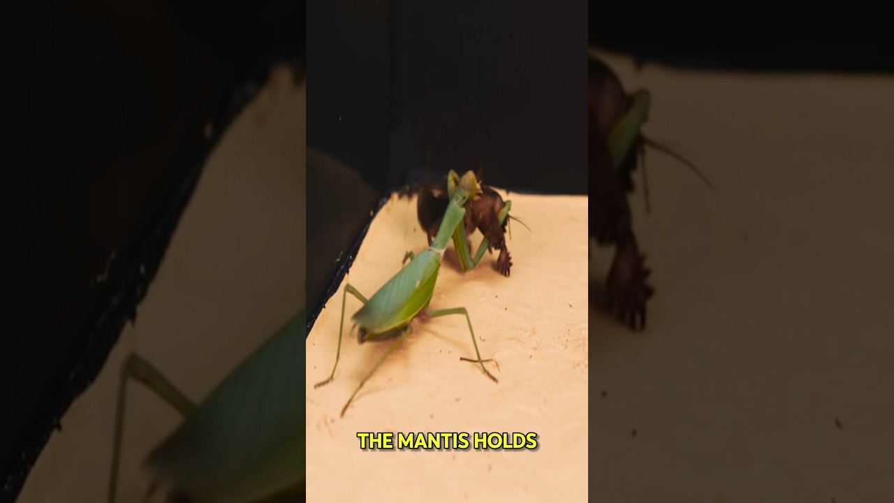 What Happens When a Praying Mantis Meets a Mole Cricket?