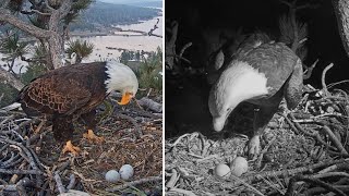 FOBBV Eagles 🦅Jackie \& Shadow appear to bid their eggs farewell 😥 Together and in song💕🎶2024 Apr 11