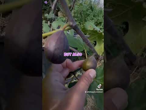 Chicago Hardy Figs