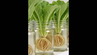 Kratky method.