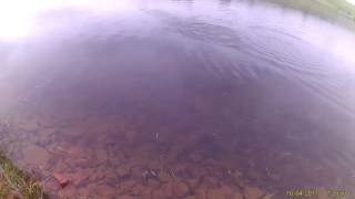 Craigluscar fishery 16th April 2017 fish on a FNF-Jelly fab