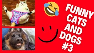 Best Dogs And Cats Videos 😺😍 Funny Animal Videos 2022 # 3