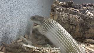 Episode Mr. Brown And Feeding The Death Adders