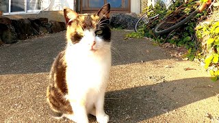 門の前でジーッとしている猫をナデナデしてきた