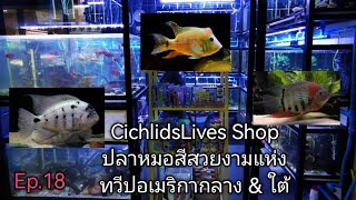 Cichlids​Lives​ Shop​ ปลาหม​อสี​สวยงาม​ทวีป​อเมริกา​กลาง &​ ใต้​🐟Ep.18