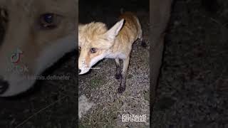 HİÇ BEKLEMİYORDUM ELİMDEN FENA KAPTI #tilki #fox #kayseri #doğa #defineler