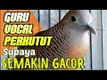 Suara Perkutut Lokal Yang Pas Untuk Masteran Perkutut Mp3 - Mp4 Download