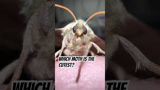 Which moth is the cutest?  #moths #silkmoth #hawkmoth #moth #subscribers