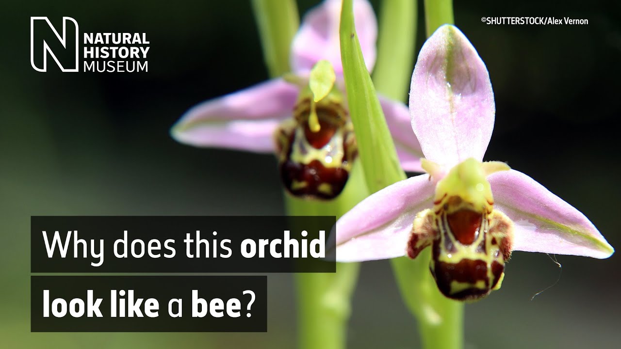 The bee orchid, Ophrys apifera | Natural History Museum - YouTube