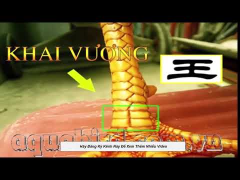 Xem vảy gà ĐỘC hay nhất của người xưa truyền lại | Foci