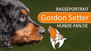 ► Gordon Setter [2020] History, Appearance, Temperament, Training, Exercise, Care & Health