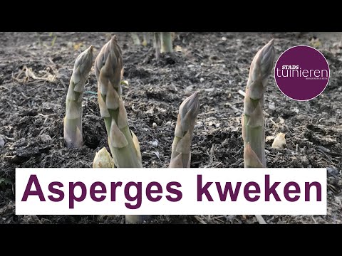 Stadstuinieren - Asperges Kweken #Moestuin - Youtube