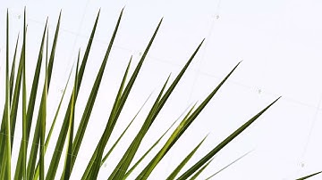 Close-up of palm leaves reaching for the sky in Vietnam