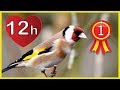 12h  New GOLDFINCH Training song