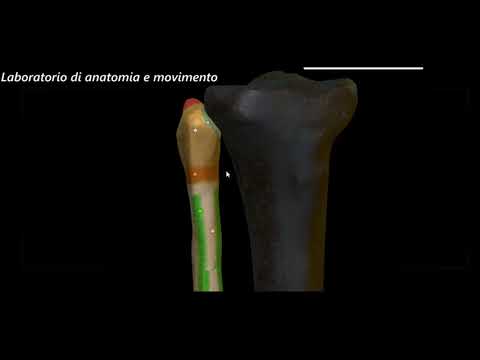 Video: Tecnologia Dei Sensori Impiantabili: Misurazione Della Biomeccanica Ossea E Articolare Della Vita Quotidiana In Vivo