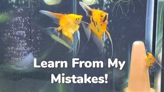 Super Red Koi Angelfish Breeding: Learn From My Mistakes! Raising From Eggs to Free Swimming Fry