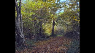 Mad Bess Woods - Ruislip - Relaxing Autumnal Video