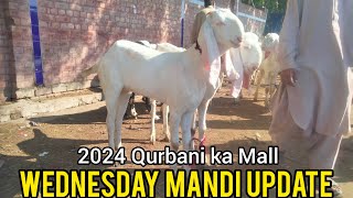 Wednesday Update | Lahore Mandi | Katu Maal | Desi Chatre | Makhi Chena Bakre | Qurbani 2024