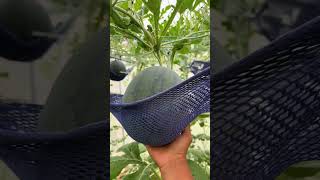 watermelons 🍉 |Swift Selections #fruits #fruit #farming