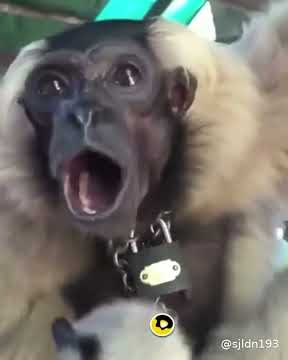 suara orang utan 👍