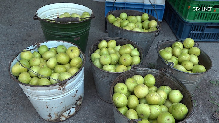 Թուզ, նուռ, փշալար․ Շվանիձոր