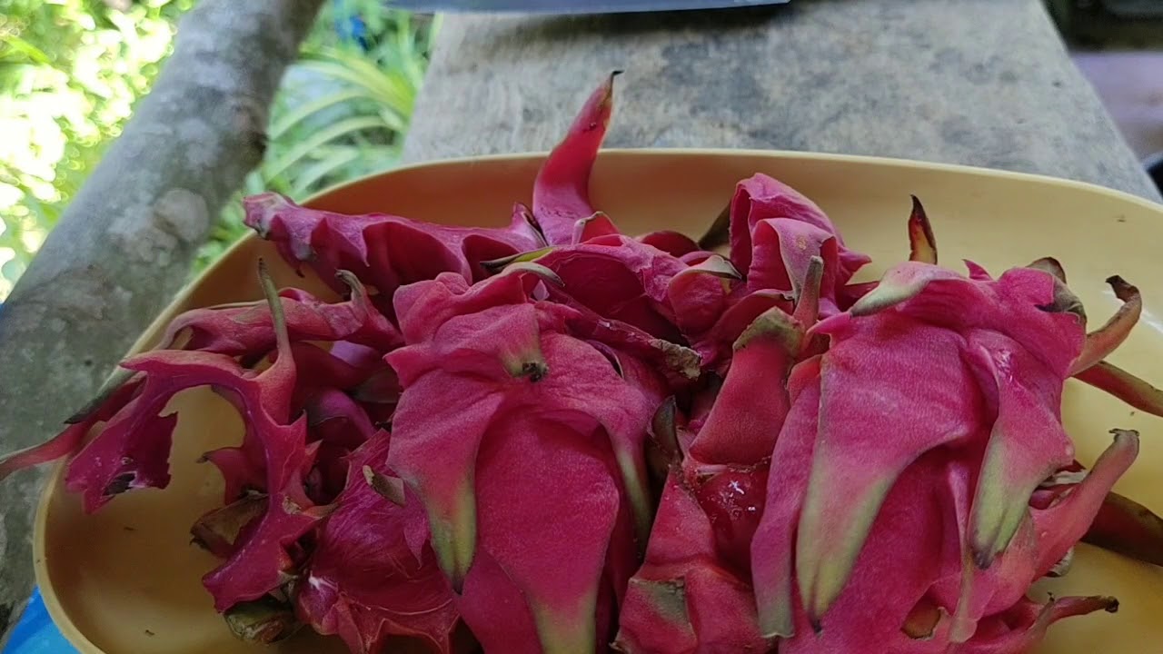 how-to-make-dragon-fruit-peel-tea-fertilizer-natural-farming-youtube