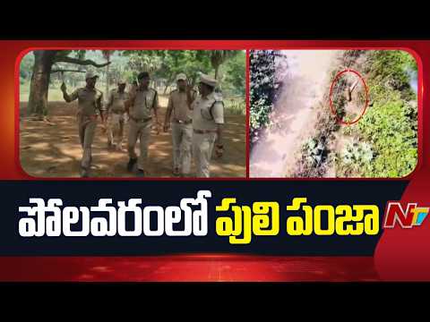 ఏలూరు జిల్లాలో దడపుట్టిస్తున్న పెద్దపులి | NTV Telugu - NTVTELUGU